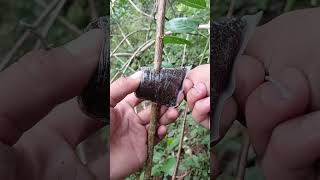 airlayering technique using coconut fiber🌳 #airlayering #bonsai #usa #diy