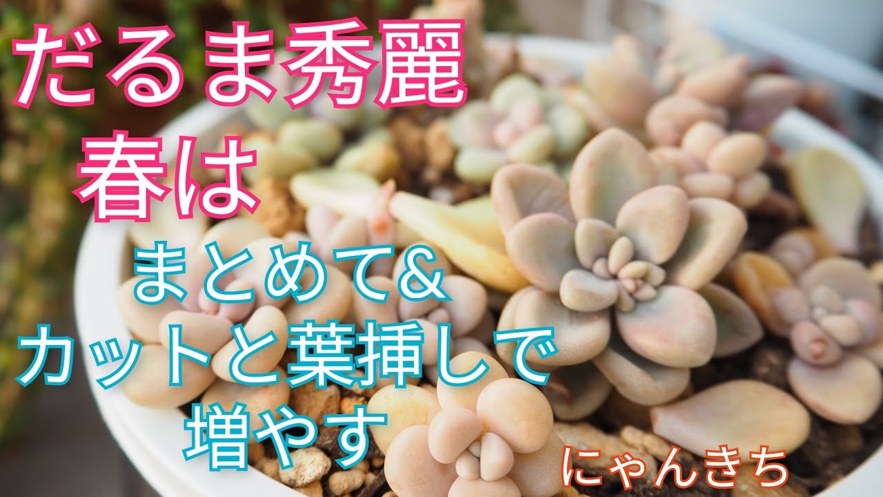 多肉植物】だるま秀麗✨春はカットと葉挿しで増やす&まとめて丼にする