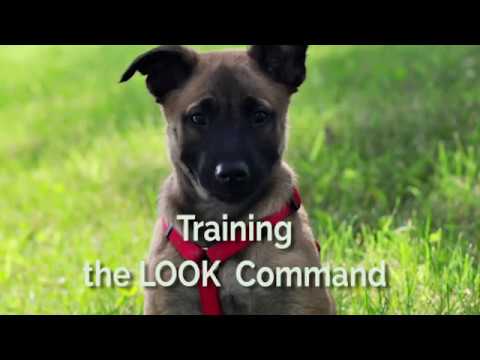 puppy paradise Training the Look Command