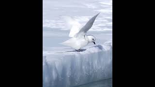 This Bird Belongs To Antarctica