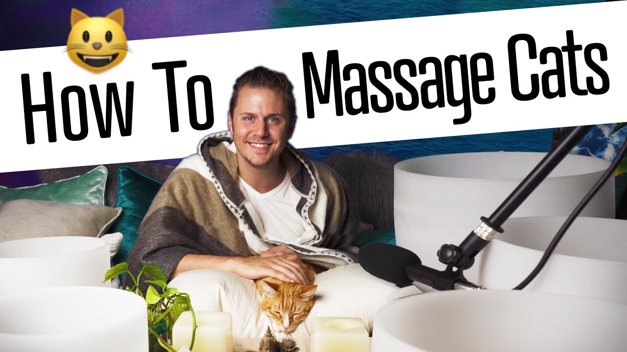 How to Give a Cat Massage Tips From a Professional Massage Therapist