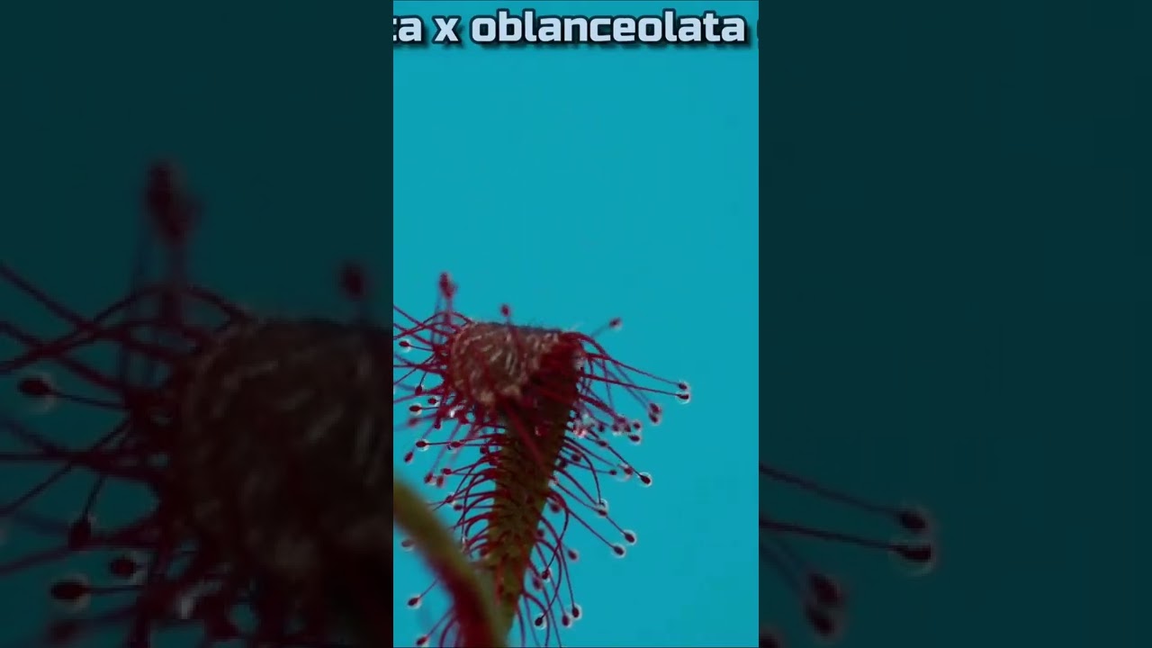 Drosera neocaledonica x oblanceolata gets fly -timelapse- 