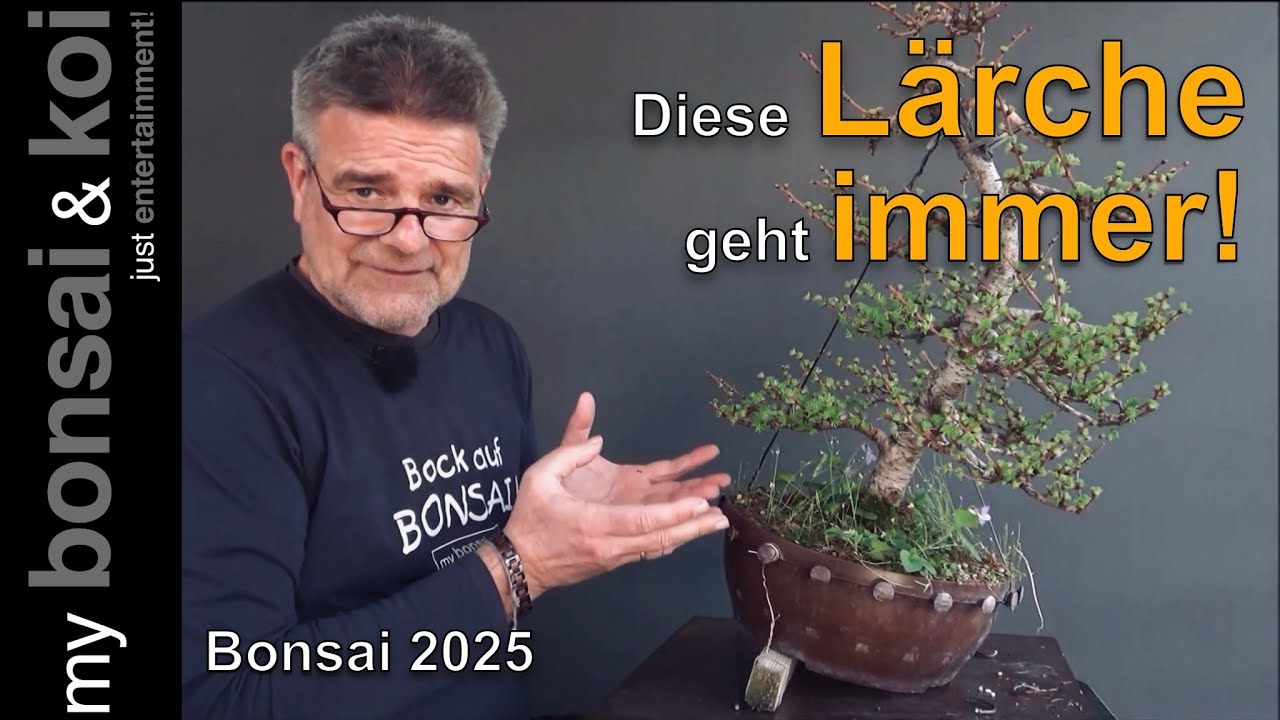 Bonsai 2025-12 - Lärche - Larix - Diese Lärche geht immer!
