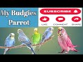 Budgies Parrots – Cute, Colorful &amp; Full of Joy! 🐦&amp; Fun Moments #budgies #parrots #ytshorts #shorts 