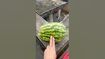 Experiment: Will watermelons and water balloons explode when they roll down from a tall building? 🎈