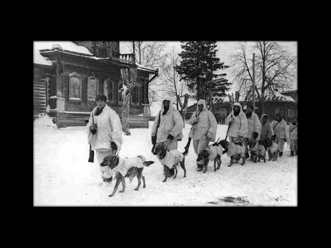 Собаки на войне