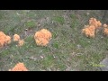 S1-18--RAMARIA FLAVA- Ramaria amarilla-Pie de gallo-