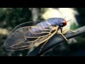Cicada fly around