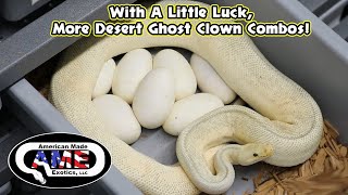 With A Little Luck, More Desert Ghost Clown Combos!  AME v41 Profile