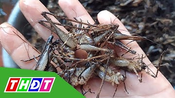Tôm rừng giá nửa triệu đồng/kg ở Lạng Sơn | THDT