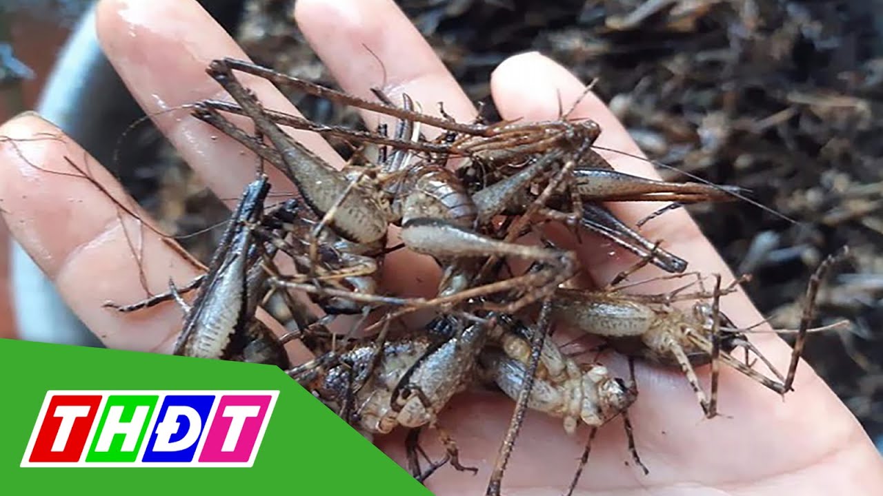 Tôm rừng giá nửa triệu đồng/kg ở Lạng Sơn | THDT - YouTube