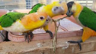 Najlepšie Zábery Zo Zoo Kontakt Liptovský Mikuláš