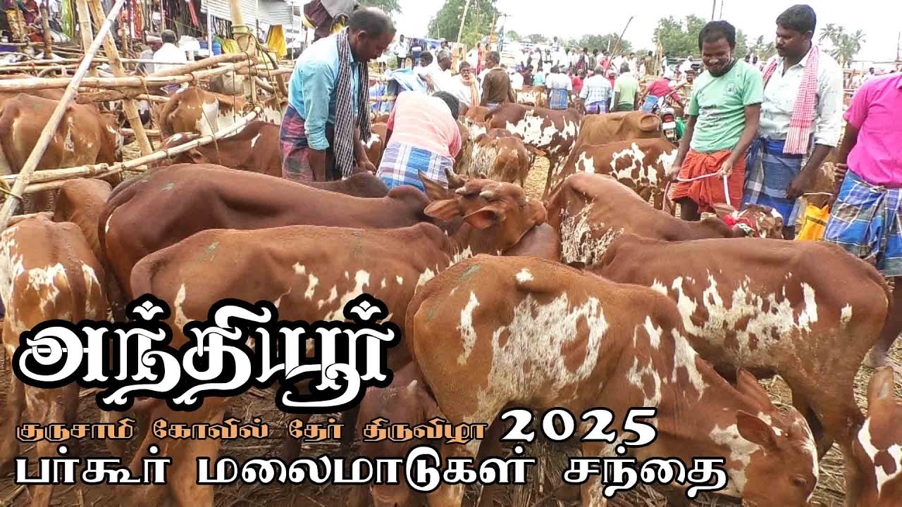 Anthiyur Gurunathaswamy kovil mattu santhai | பர்கூர் மலை மாடுசந்தை