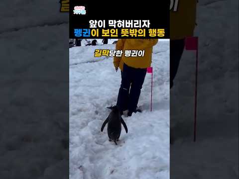 앞이 막혀버리자 펭귄이 보인 뜻밖의 행동 #동물#펭귄 thumbnail