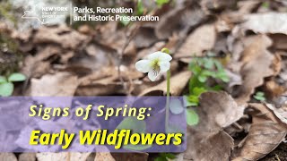 Signs of Spring: Early Wildflowers