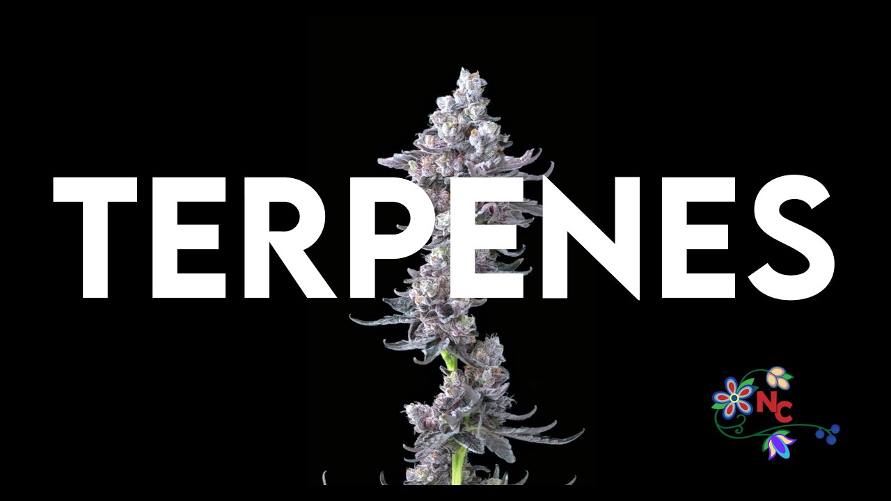 The Top Terpenes and Their Effects