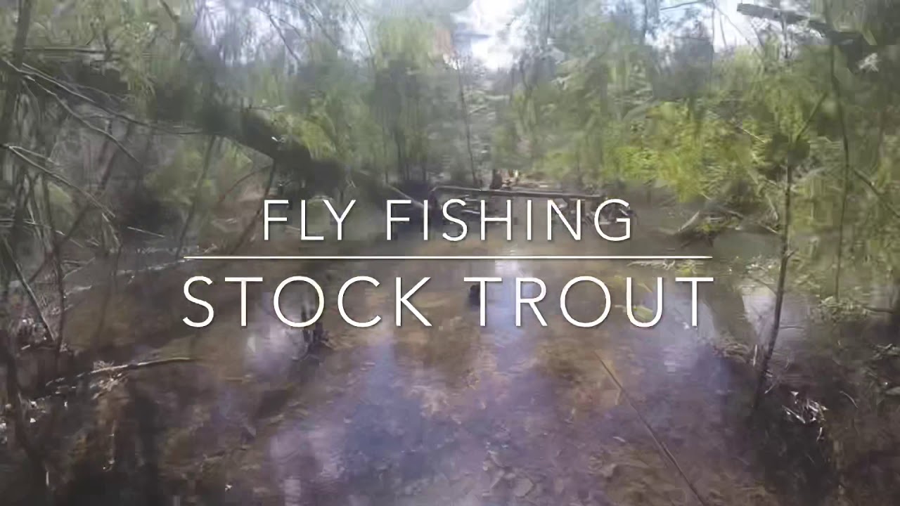 Fly Fishing Stock Trout- With Saber Tooth Fly And Tackle