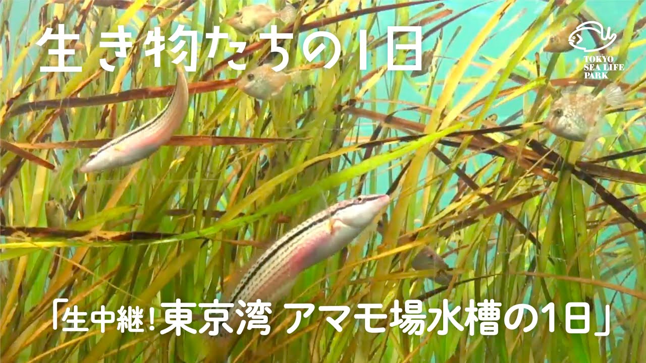 アマモ場の生きもの