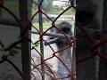 #zoo #animallife #animallovers #animals #animalshorts #animalstory #wildlife #wildanimals #wildlifes