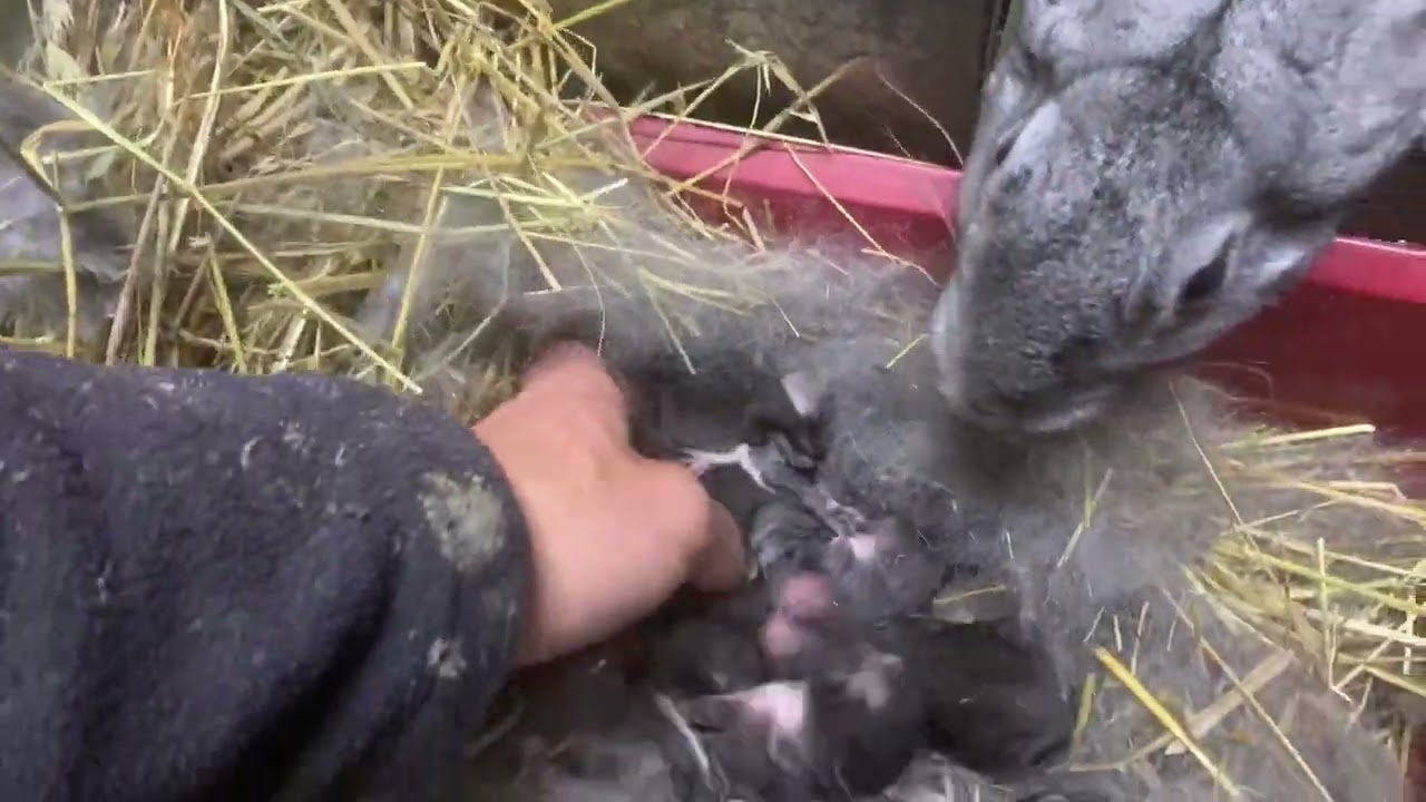 Самки та самці на племʼя!