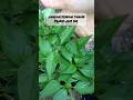 Waktu pindah tanam yang baik #pindahtanam #garden #berkebun