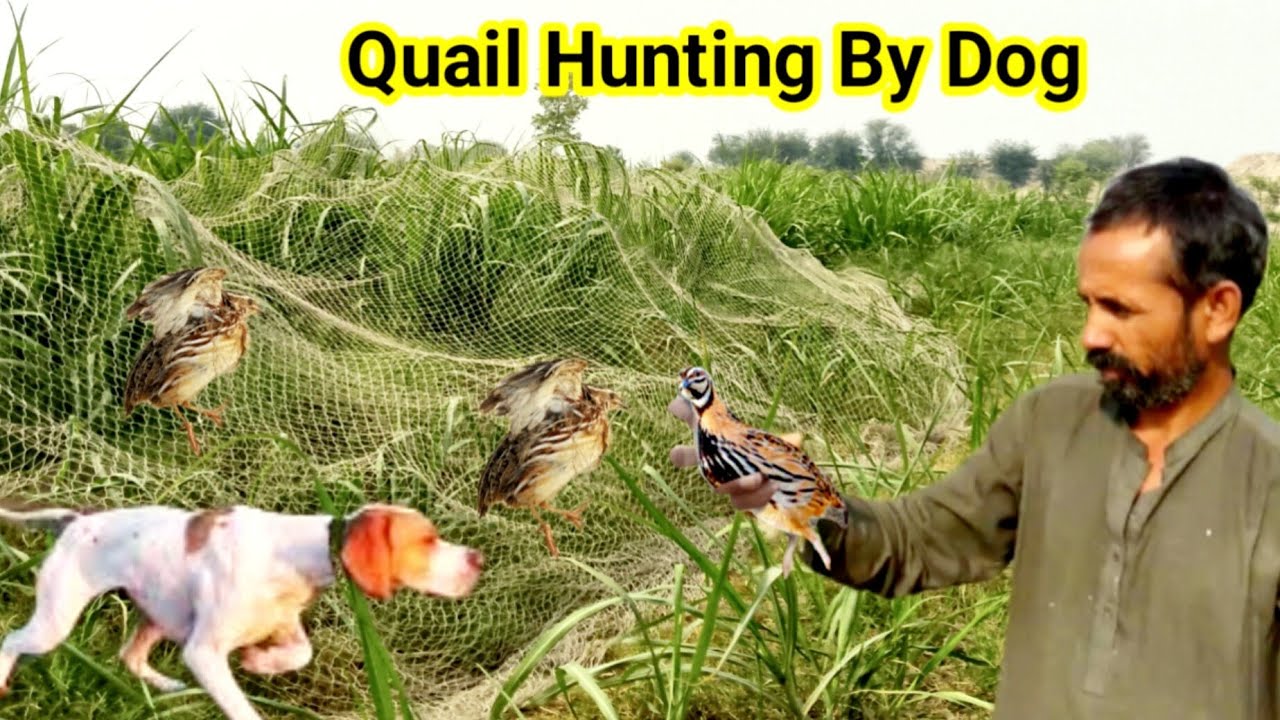 Quail Hunting with Dog in pakistan / Easy net hunting of quail / batair ka shikar 2025 very munda