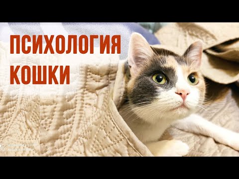 Нужна ли кошке ваша нежность?