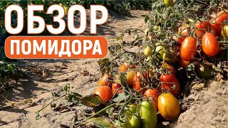 ОБЗОР грунтового ПОМИДОРА 2022