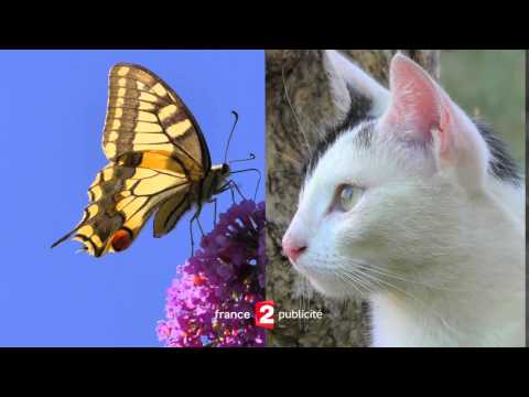 Reproduction Jingle Pub France 2 De 2009 2011 En 4K Butterfly And Cat Reproduction TV Fictive