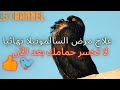 طريقة علاج السالمونيلا عند الحمام بدواء بشري فعال و مجرب100%