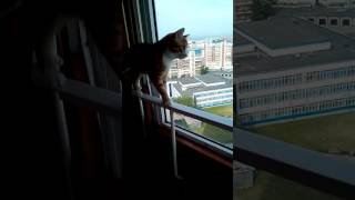 Не кот, а тигр. Читайте описание. Не кот, а тигр. Читайте описание.