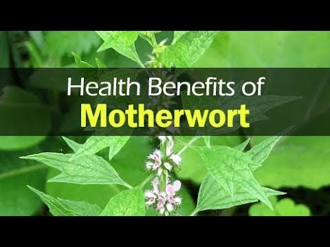 9 Health Benefits of Motherwort