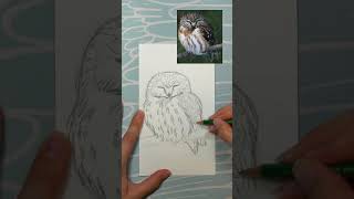 Draw A Northern Saw-whet Owl—summer Sketching Series 3