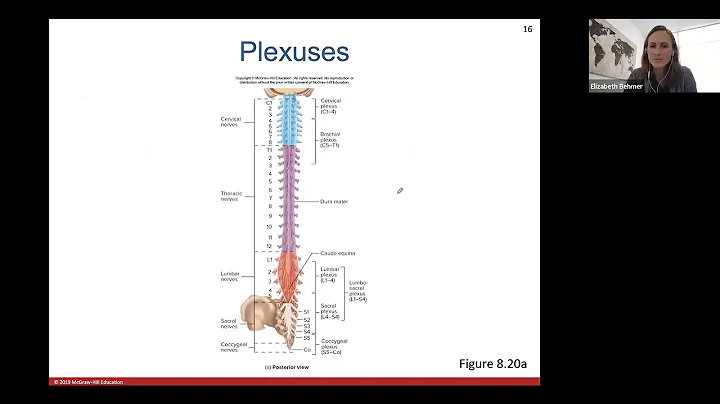 Ch. 8 (Part 2 - Nervous System)