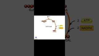 Download Lagu Calvin Cycle ( Light independent reaction ) #short MP3