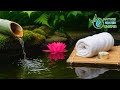Bamboo Water Sound Relaxation: Pink Lotus &amp; Moss Pond for Meditation &amp; Sleep