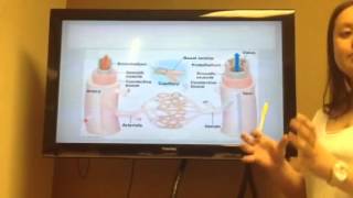 Heart Valves, Arteries, Veins
