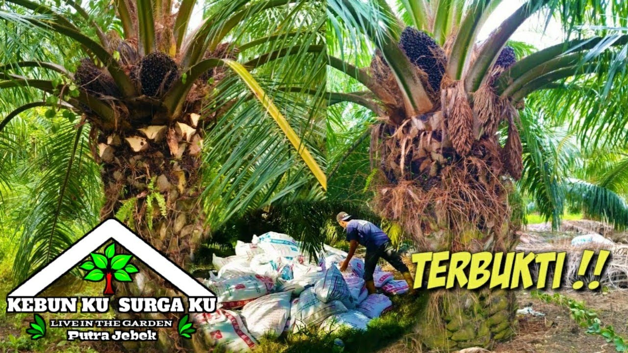 BUKTI NYATA❗ Manfaat  kotoran ayam pada tanaman kelapa sawit#sawitmalaysia#yangambi