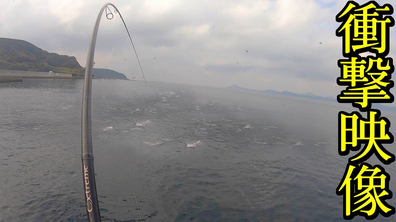 【本編】堤防アジ泳がせ釣りで女の子の竿に巨大魚が食いつきパニックに‼