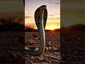 giant snake attack man 🙀