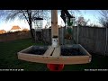 Texas backyard birdwatcher live stream
