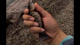 April 2, 2026 Surfside, TX fishing
