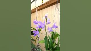 #orchid #flowers #plants #reels #short ID: ID: Guarianthe bowringiana v. coerulea