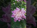 Chrysanthemum #flowers #music