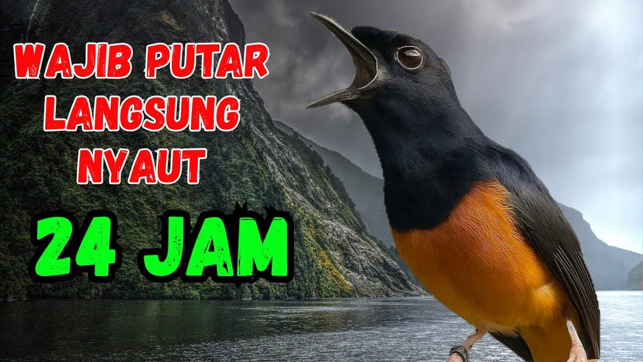 Pancingan Murai Batu GACOR AMPUH jadikan murai batu cepat gacor NYAUT bunyi