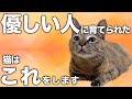 優しい人に育てられた猫だけが見せる行動