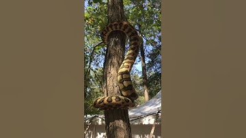 DO SNAKES CLIMB TREES? #reptiles #snake #python #herping #nature #wildlife #animals