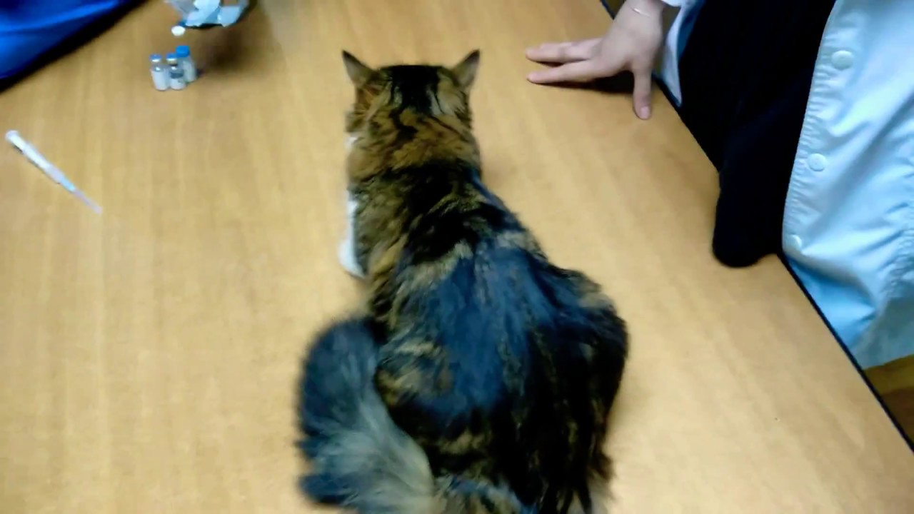 Вакцинация кошки - YouTube