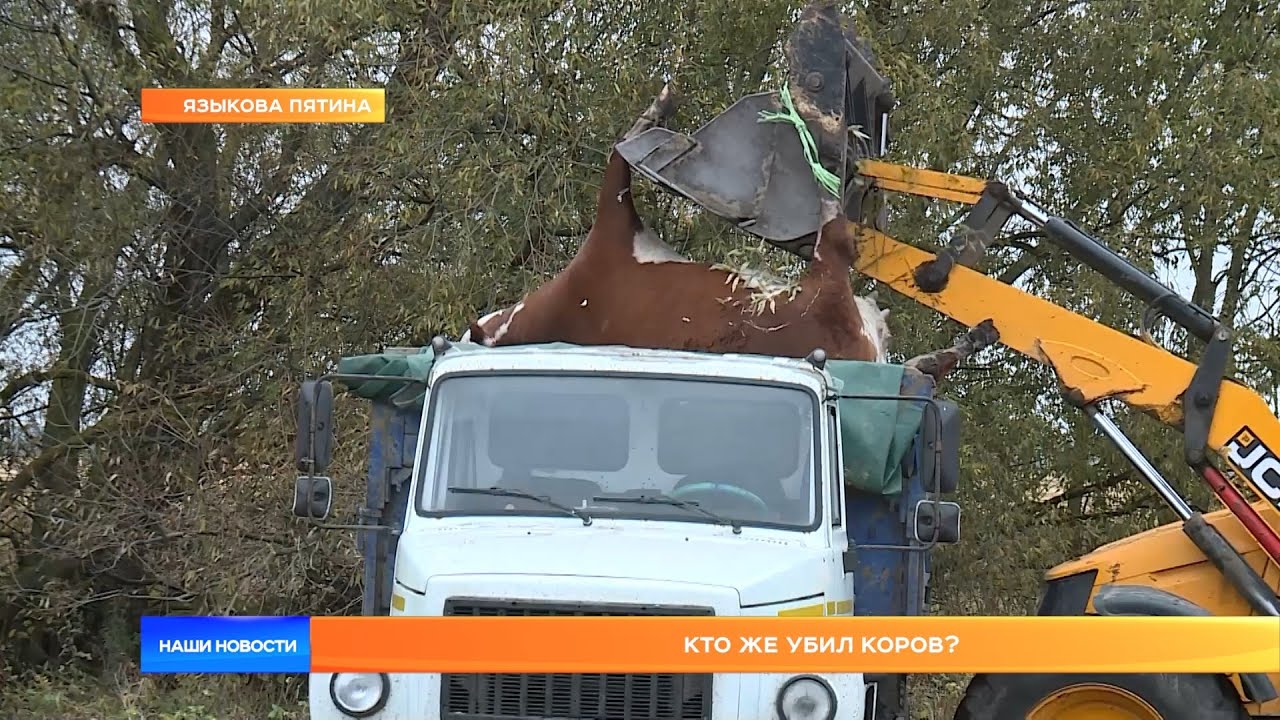Описание породы собак морки
