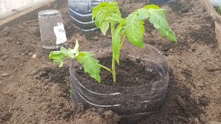Сажаю томаты по-новому/Интересный способ посадки томатов/Посадка томатов в теплице